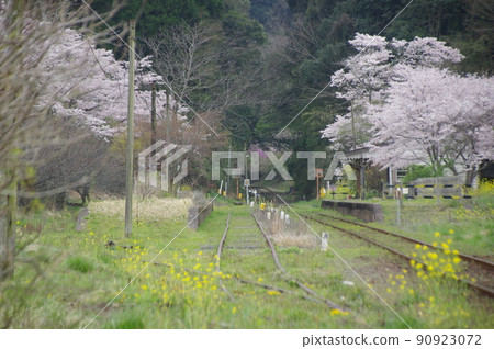 Sakura and rape blossoms at Kominato Railway Tsukizaki Station Sakura and rape blossoms at Kominato Railway Tsukizaki Station 90923072