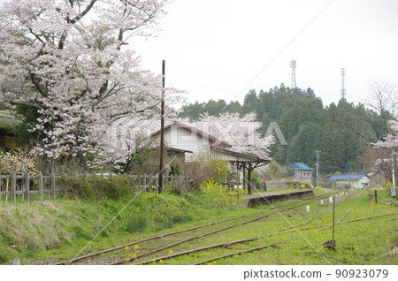 Sakura at Kominato Railway Tsukizaki Station Sakura at Kominato Railway Tsukizaki Station 90923079