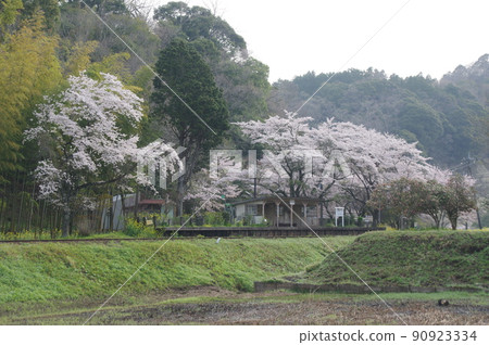 Sakura at Kominato Railway Kazusa Okubo Station 90923334