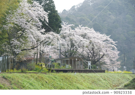 Sakura at Kominato Railway Kazusa Okubo Station 90923338