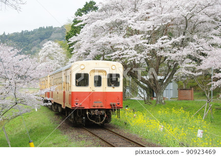 小湊鐵道和佐大久保站櫻花和油菜花 Kiha 200 小湊鐵道和佐大久保站櫻花和油菜花 Kiha 200 90923469
