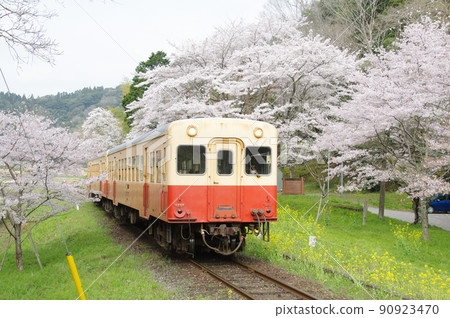 小湊鐵道和佐大久保站櫻花和油菜花 Kiha 200 小湊鐵道和佐大久保站櫻花和油菜花 Kiha 200 90923470