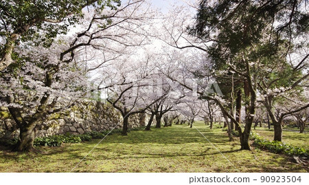 Hagi Castle Ruins and the Sea of Japan in Spring Hagi Castle Ruins and the Sea of Japan in Spring 90923504