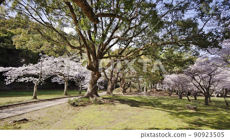 Hagi Castle Ruins and the Sea of Japan in Spring Hagi Castle Ruins and the Sea of Japan in Spring 90923505