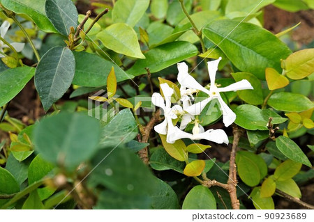 這是一個字符串。 90923689