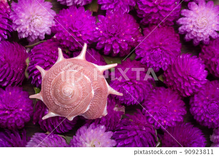 紅紫色花朵上的邊緣貽貝殼 紅紫色花朵上的邊緣貽貝殼 90923811