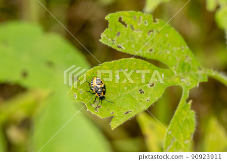 Turtle larva Turtle larva 90923911