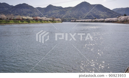 春天的阿布河河口和櫻花樹 90923933