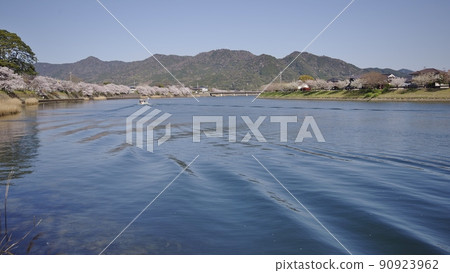 春天的阿布河河口和櫻花樹 90923962