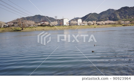 春天的阿布河河口和櫻花樹 90923964