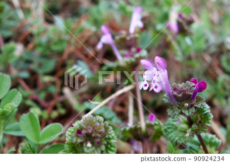 It is a clown plant. It is a clown plant. 90924234