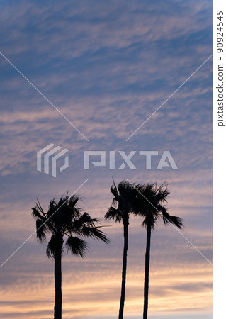 Summer dusk and palm trees Summer dusk and palm trees 90924545