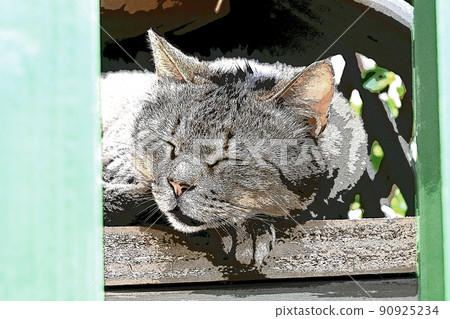 Healing Healing Cat by the window 它安靜的日子 Healing Healing Cat by the window 它安靜的日子 90925234