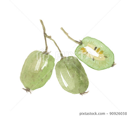 A. arguta, A. arguta, fruit and cross section 90926038