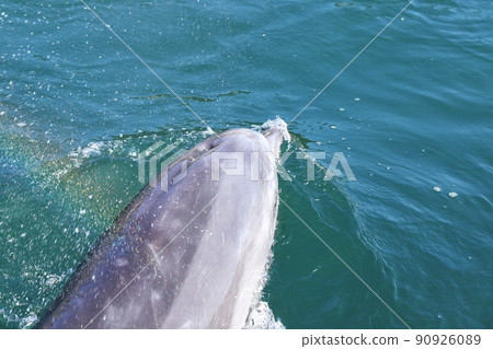 Dolphin 36 Dolphin 36 90926089