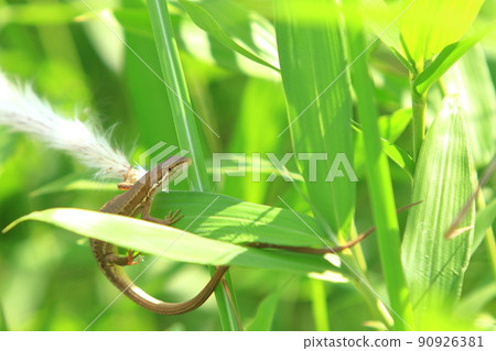 Japanese kana snake on a leaf 90926381