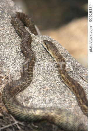 A snake in the sun on a stone A snake in the sun on a stone 90926384