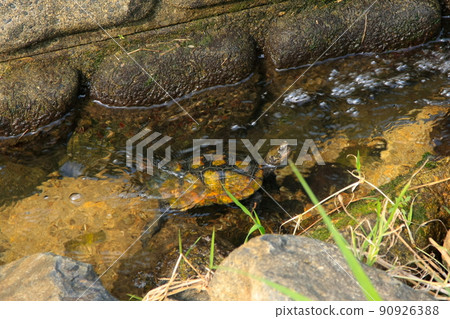 Japanese pond turtle that comes out of the water 90926388
