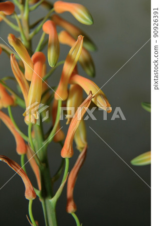 滿溢花蜜的沙本蘆薈花 滿溢花蜜的沙本蘆薈花 90926391