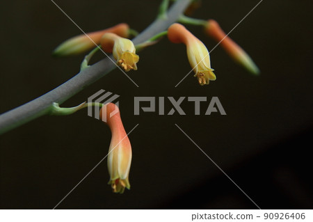 Shabon aloe flowers Shabon aloe flowers 90926406