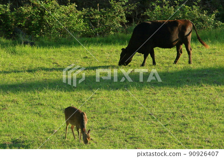 Pasture-eating cows and wild deer Pasture-eating cows and wild deer 90926407