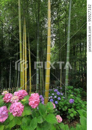 紅繡球竹林 90927182