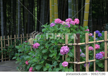 Book hydrangea and bamboo grove 90927190
