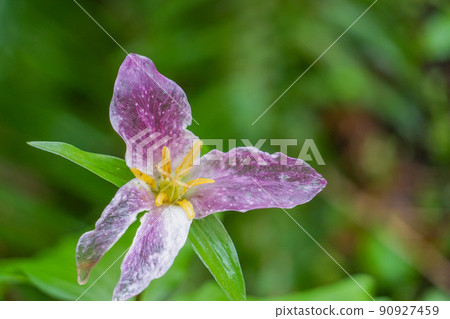 Trillium companion Trillium companion 90927459