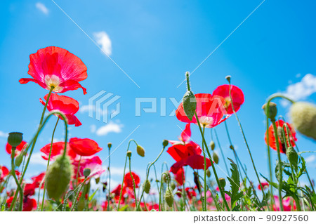 Michinoku Lakeside Park in Kawasaki Town, Miyagi Prefecture: Poppy flowers are in full bloom in June. 90927560
