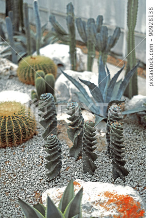 cactus close up on sand in cactus garden 90928138