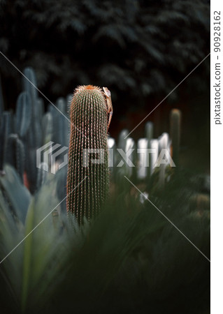 lizard on cactus in the garden lizard on cactus in the garden 90928162