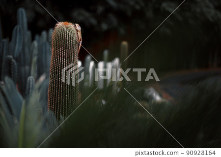 lizard on cactus in the garden lizard on cactus in the garden 90928164