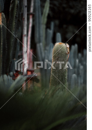 lizard on cactus in the garden 90928165