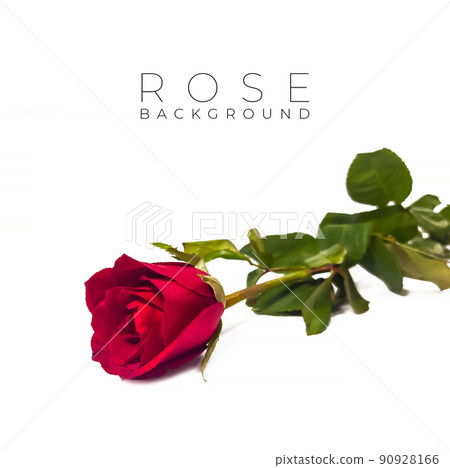 Red rose flower on white background. Valentine card. Love background 90928166