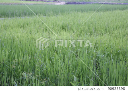 蘭陽平原 蘭陽平原 90928898