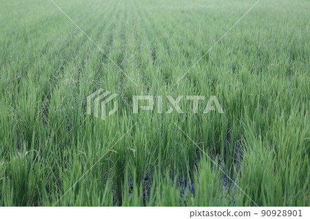 蘭陽平原 蘭陽平原 90928901