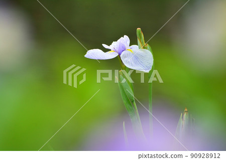 淺紫色鳶尾 90928912