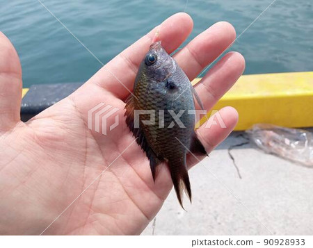 The king of food stealing "damselfish" was caught The king of food stealing "damselfish" was caught 90928933