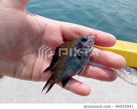 I caught a damselfish 90928941