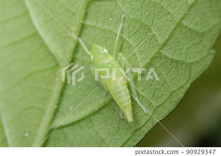 Cicadella viridis subfamily larva 90929347