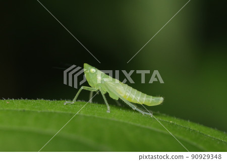 Cicadella viridis 90929348