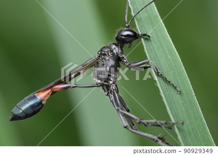 Ammophila sabula resting on a pampas grass Ammophila sabula resting on a pampas grass 90929349