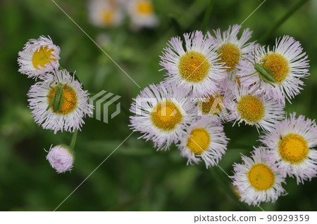 Halzion 和 Tettigonia 幼蟲 Halzion 和 Tettigonia 幼蟲 90929359
