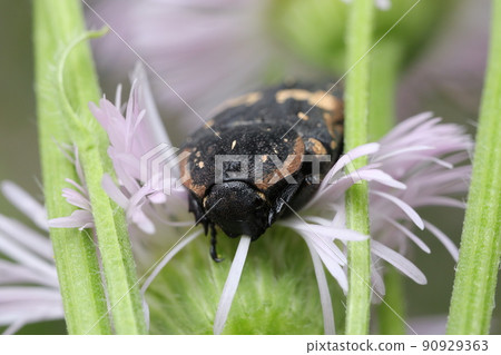 Halzion和Kurohanamuri 90929363