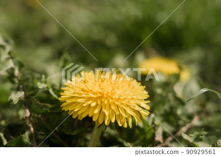 yellow dandelion close-up in green grass in spring yellow dandelion close-up in green grass in spring 90929561