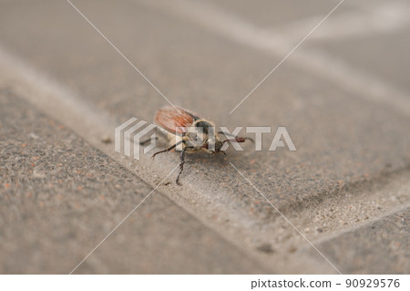 May beetle crawling on the asphalt in spring May beetle crawling on the asphalt in spring 90929576