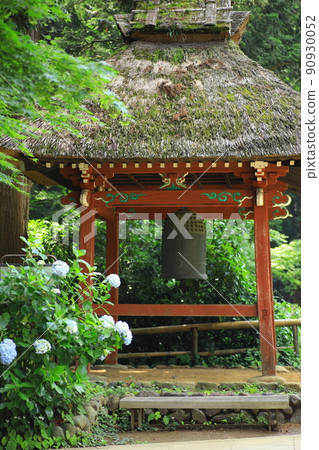 鹽船Kanonji寺廟八仙花屬 鹽船Kanonji寺廟八仙花屬 90930052