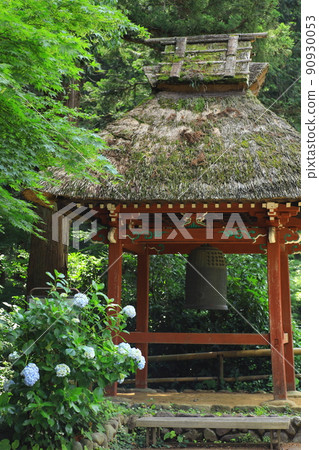 鹽船Kanonji寺廟八仙花屬 鹽船Kanonji寺廟八仙花屬 90930053