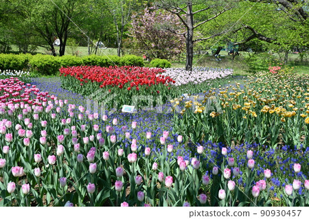 國家阿爾卑斯山安住花園中各種顏色的鬱金香 90930457