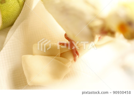 玄鳳幼鳥 90930458